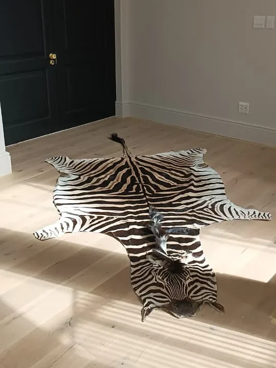 Zebra skin on a sunlit oak floor by black doors
