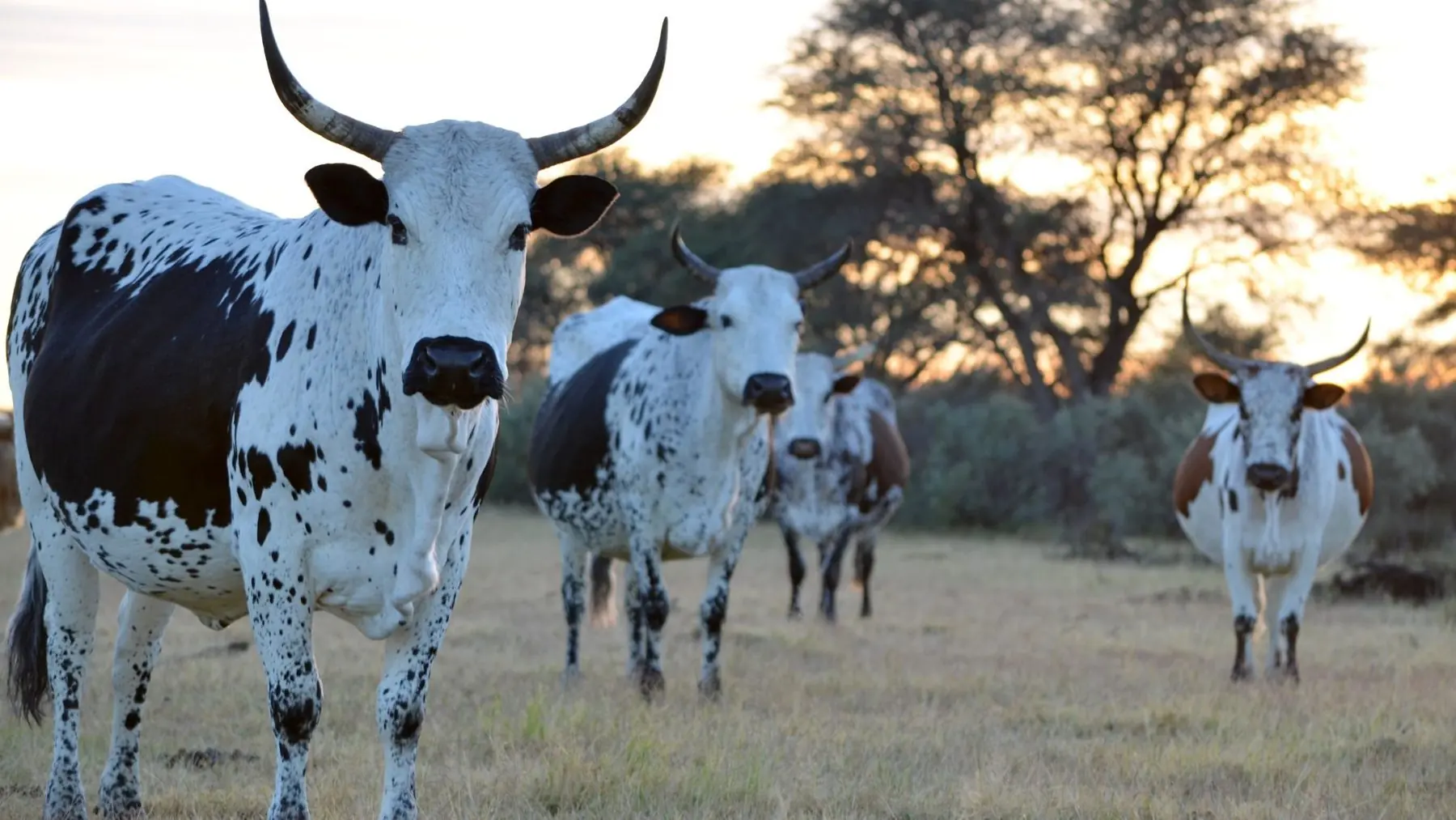 Nguni cattle in the veld at sunset