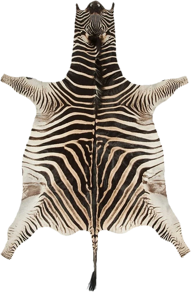 A full Burchell's zebra skin rug laid flat