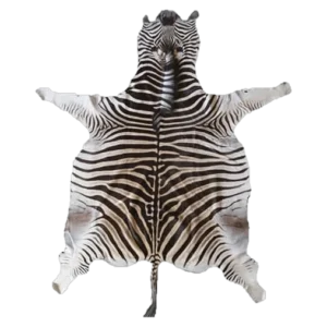 Burchells zebra skin