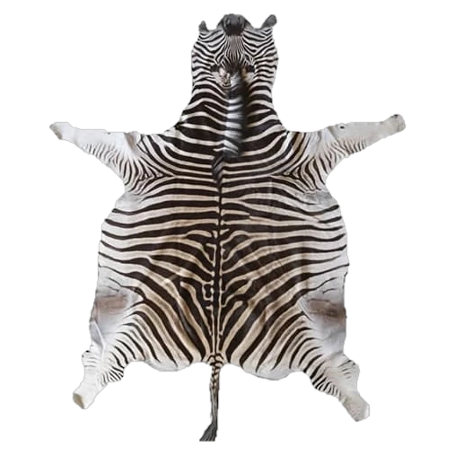 Burchells zebra skin