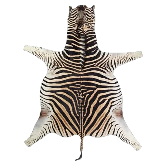 burchells zebra skin rug