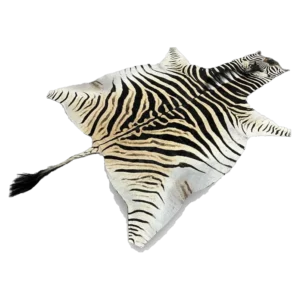 burchells zebra skin rug
