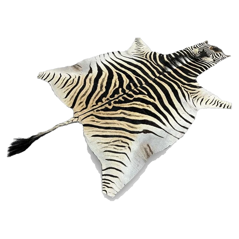burchells zebra skin rug