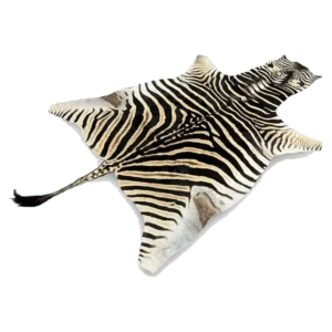 burchells zebra skin rug