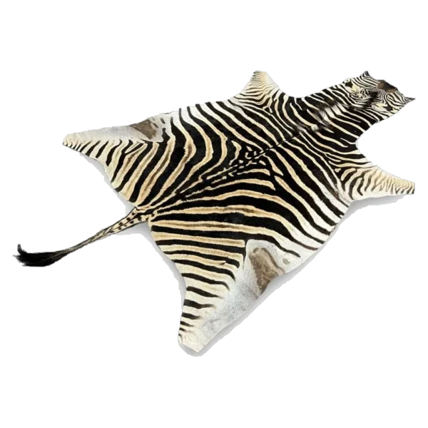 burchells zebra skin rug